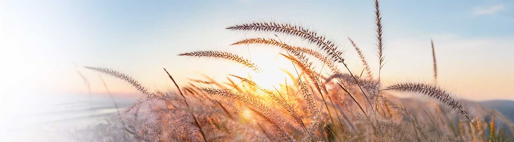 Gräser im sonnenlicht